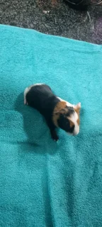 Baby Guinea pigs for adoption