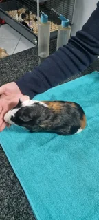 Baby Guinea pigs for adoption