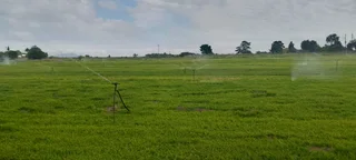 We supply and install buffalo grass