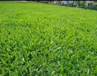 We supply and install buffalo grass