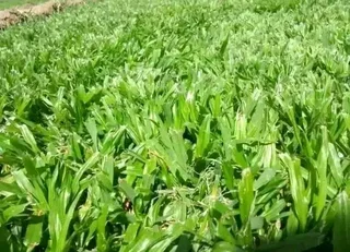 We supply and install Kikuyu Grass