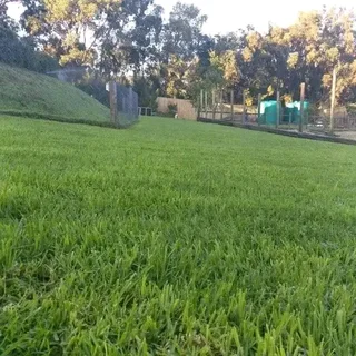 We supply and install Kikuyu Grass