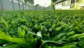 We supply and install Kikuyu Grass
