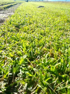 We supply and install Kikuyu Grass