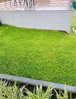 We supply and install Kikuyu Grass
