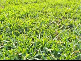 We supply and install Kikuyu Grass