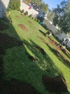 Roll on lawn Natural grass