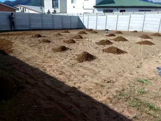 Roll on lawn Natural grass