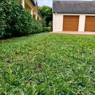 Roll on lawn Natural grass