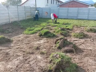 Roll on lawn Natural grass