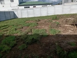 Roll on lawn Natural grass