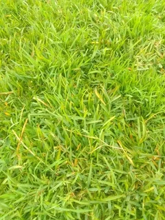 Roll on lawn Natural grass