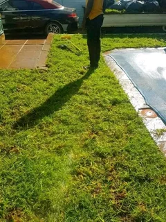 Roll on lawn Natural grass