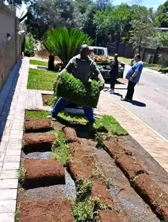 Roll on lawn Natural grass
