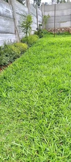 Roll on lawn Natural grass