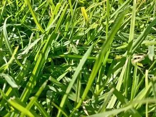 Roll on lawn Natural grass