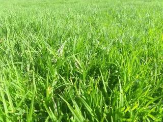 Roll on lawn Natural grass