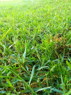 Roll on lawn Natural grass