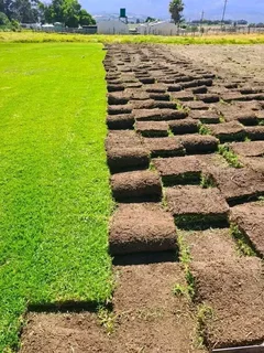 Roll on lawn Natural grass