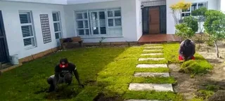 Roll on lawn Natural grass