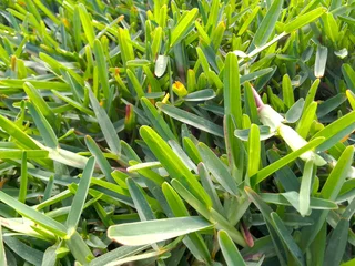 Roll on lawn Natural grass