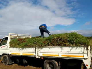 Roll on lawn Natural grass