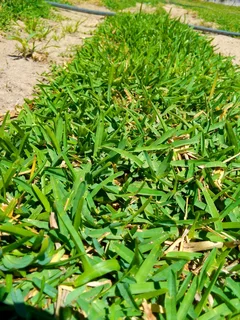 Roll on lawn Natural grass