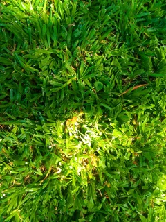 Roll on lawn Natural grass