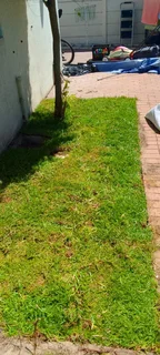 Roll on lawn Natural grass