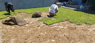 Roll on lawn Natural grass