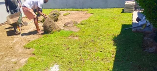 Roll on lawn Natural grass