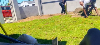 Roll on lawn Natural grass