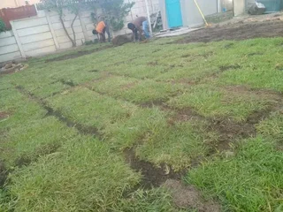 Roll on lawn Natural grass