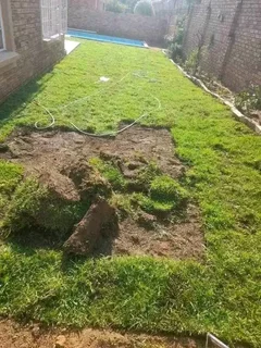 Roll on lawn Natural grass