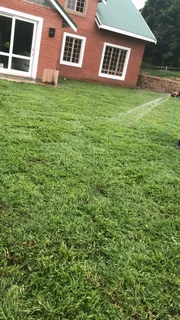 Roll on lawn Natural grass