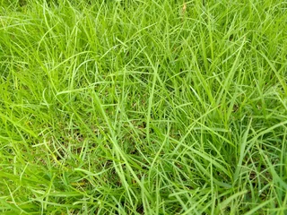 Roll on lawn Natural grass