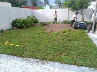 Roll on lawn Natural grass