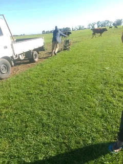 Roll on lawn Natural grass