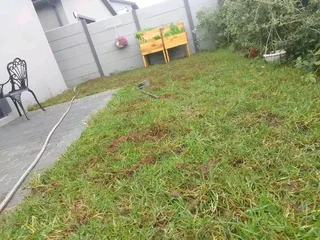 Roll on lawn Natural grass