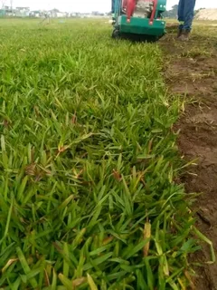 Roll on lawn Natural grass