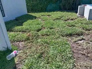 Supply and install Kikuyu Grass