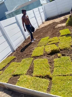 Supply and install Kikuyu Grass