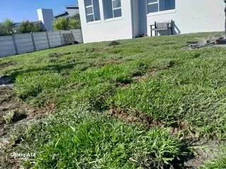 Supply and install buffalo grass