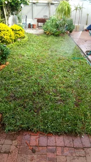 Supply and install buffalo grass