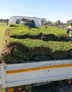 Supply and install buffalo grass