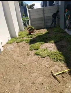Supply and install buffalo grass