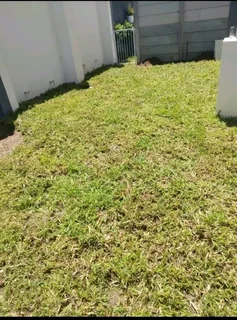 Supply and install buffalo grass