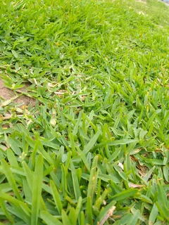 Supply and install buffalo grass