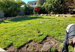 Supply and install Kikuyu grass