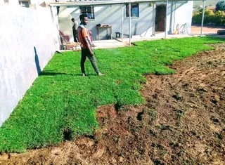 Supply and install Kikuyu grass